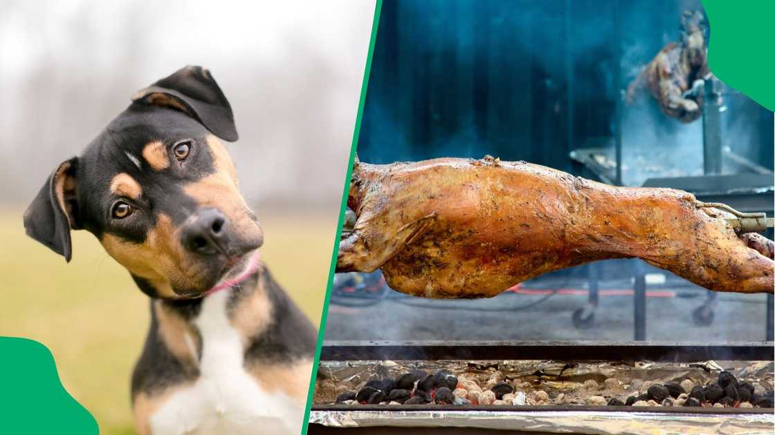 Missing cat owner mistakes neighbour's lamb spit roast for doggo