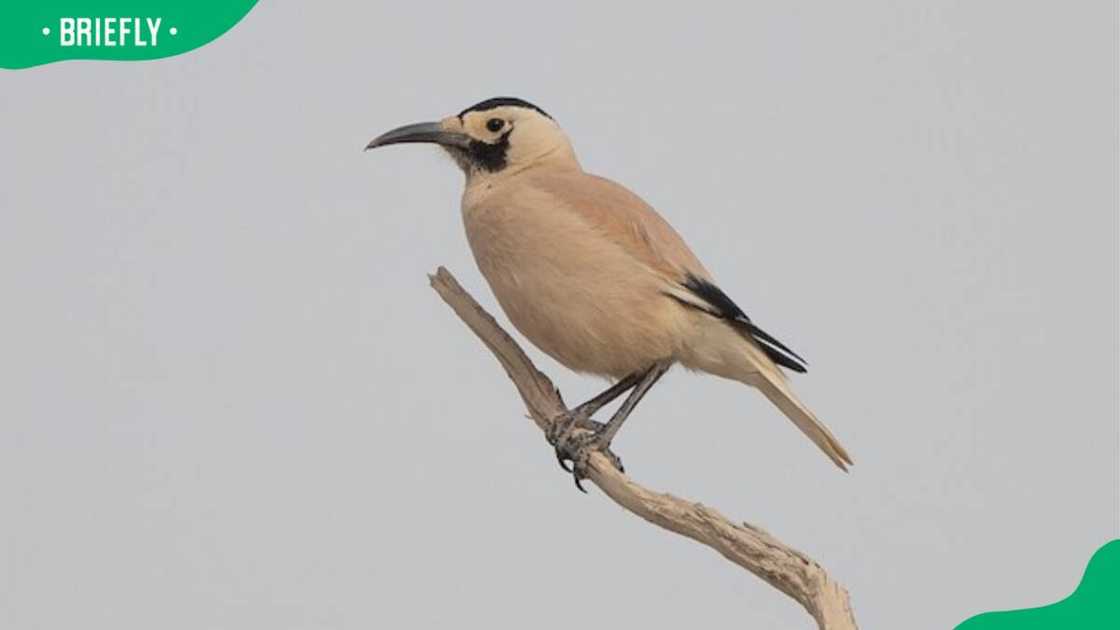 Birds that starts with x Birds that starts with x