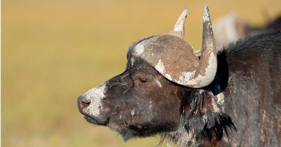 Buffalo, Limpopo, farm