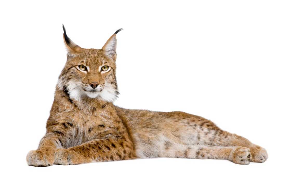 5-year-old Eurasian Lynx on a white background. 5-year-old Eurasian Lynx on a white background.
