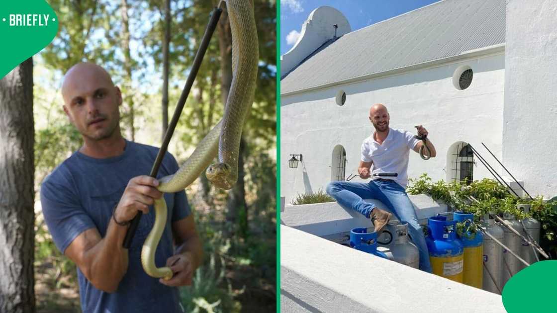 A man in Cape Town tried releasing a venomous Cape Cobra, but things went wrong in the video. A man in Cape Town tried releasing a venomous Cape Cobra, but things went wrong in the video.