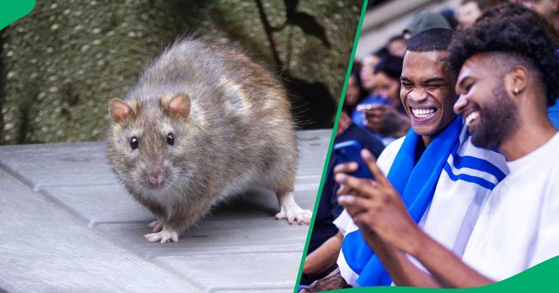 A Pretoria huge rodent sparked a debate online, leaving netizens confused. A Pretoria huge rodent sparked a debate online, leaving netizens confused.