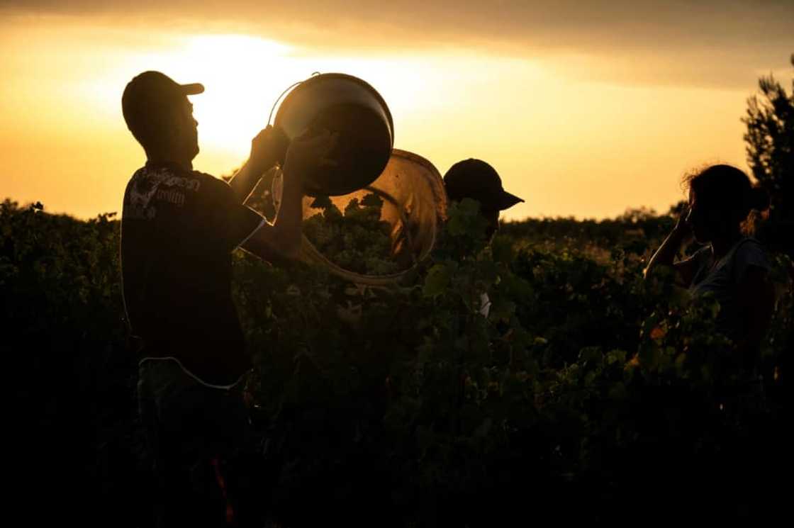 French wine regions from the southwest to the northeast are suffering through heatwaves French wine regions from the southwest to the northeast are suffering through heatwaves