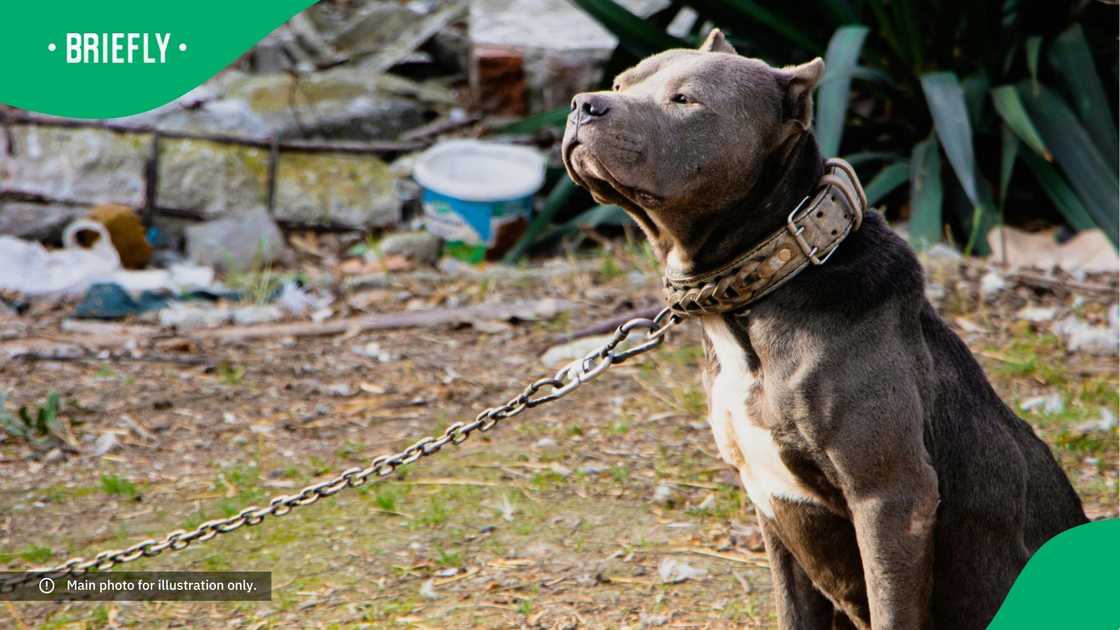 A chained pit bull.