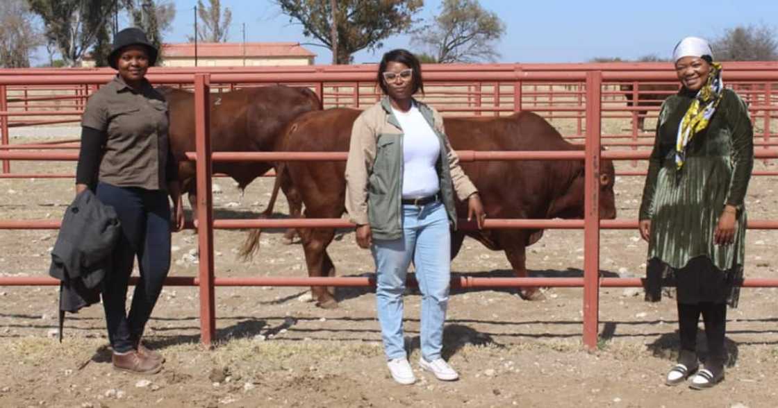Female Farmers, North West, high-quality bulls, Twitter reactions