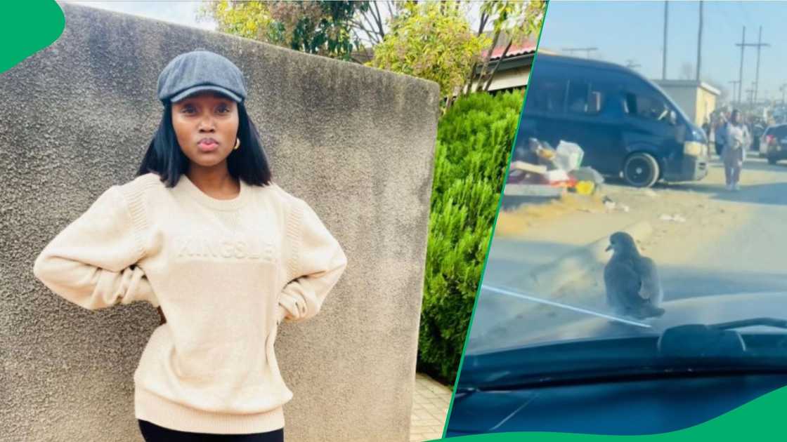 Pigeon gets ride from woman in TikTok video Pigeon gets ride from woman in TikTok video