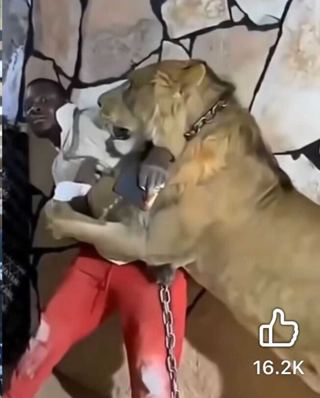 A man was in fear as a lion terrifyingly attacked him in a video that shocked many.