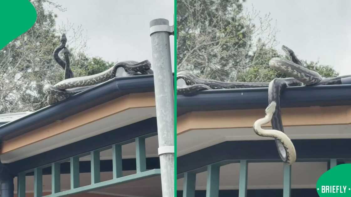 Two male snakes were captured fighting on the rooftop in a dramatic showdown in a video. Two male snakes were captured fighting on the rooftop in a dramatic showdown in a video.