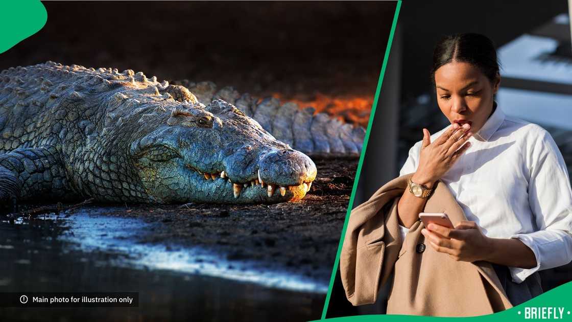 A video of a crocodile attack shocked people online. A video of a crocodile attack shocked people online.