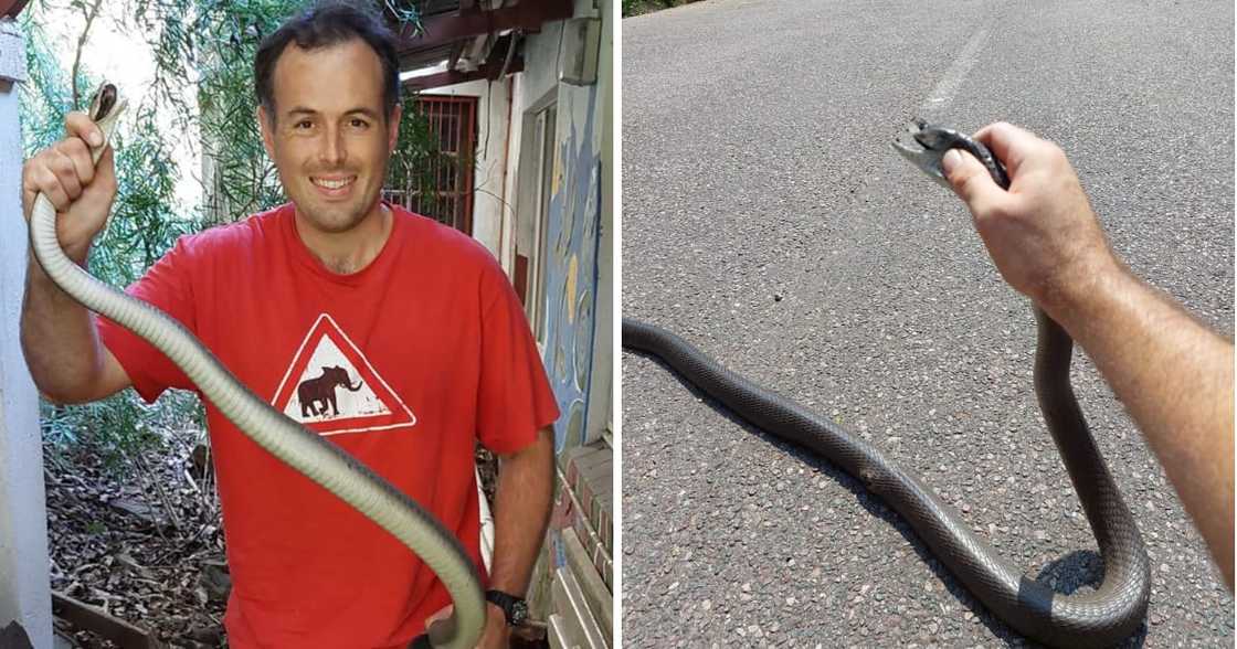 Experienced conservationist Nick Evens caught a dangerous black mamba crossing the road. Experienced conservationist Nick Evens caught a dangerous black mamba crossing the road.