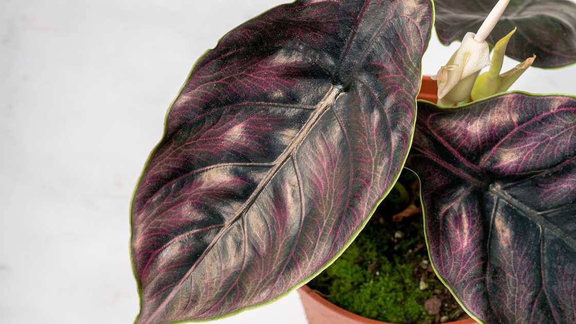 An Alocasia azlanii in a pot