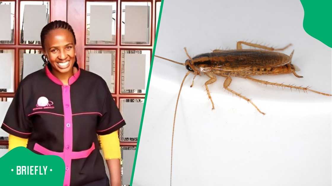 Mbali Nhlapho shared a hack to get rid of cockroaches. Mbali Nhlapho shared a hack to get rid of cockroaches.