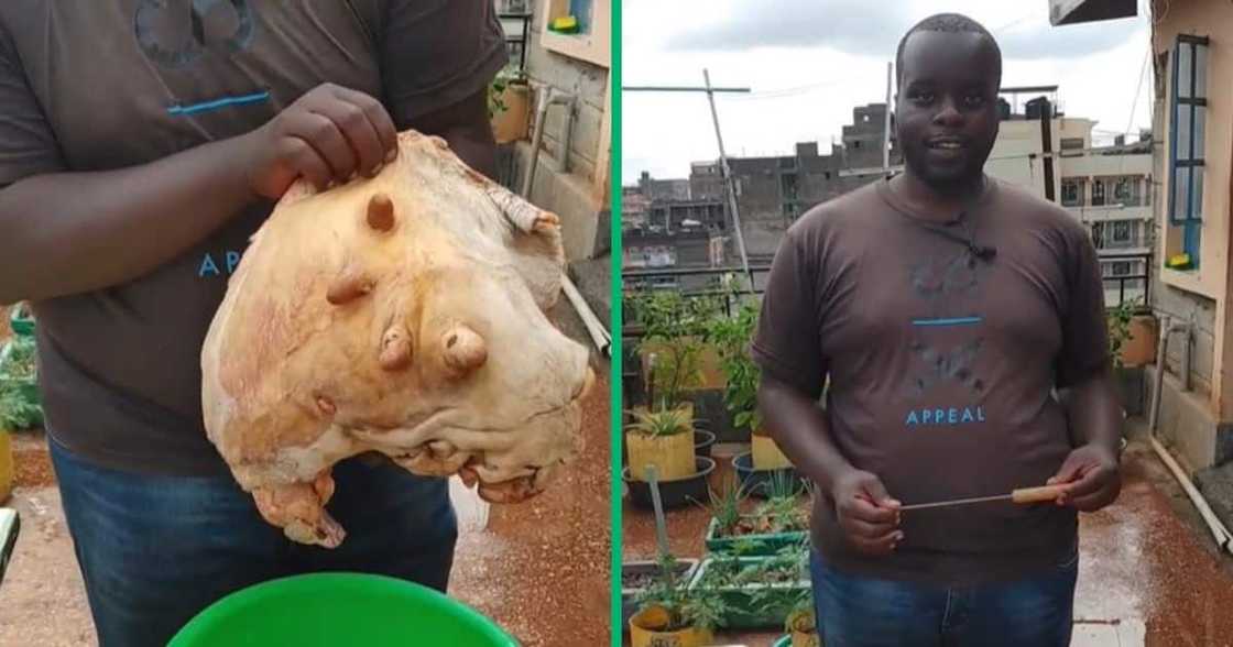 Man in TikTok video prepares cow udder Man in TikTok video prepares cow udder