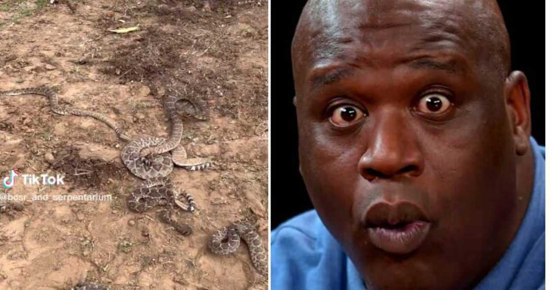 TikTok of rattlesnakes in Texas goes viral TikTok of rattlesnakes in Texas goes viral