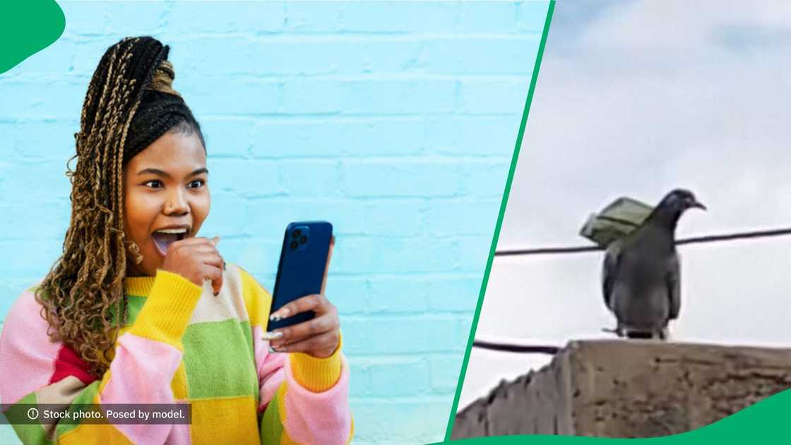 A TikTok video shows a pigeon carrying money, which amused SA. A TikTok video shows a pigeon carrying money, which amused SA.