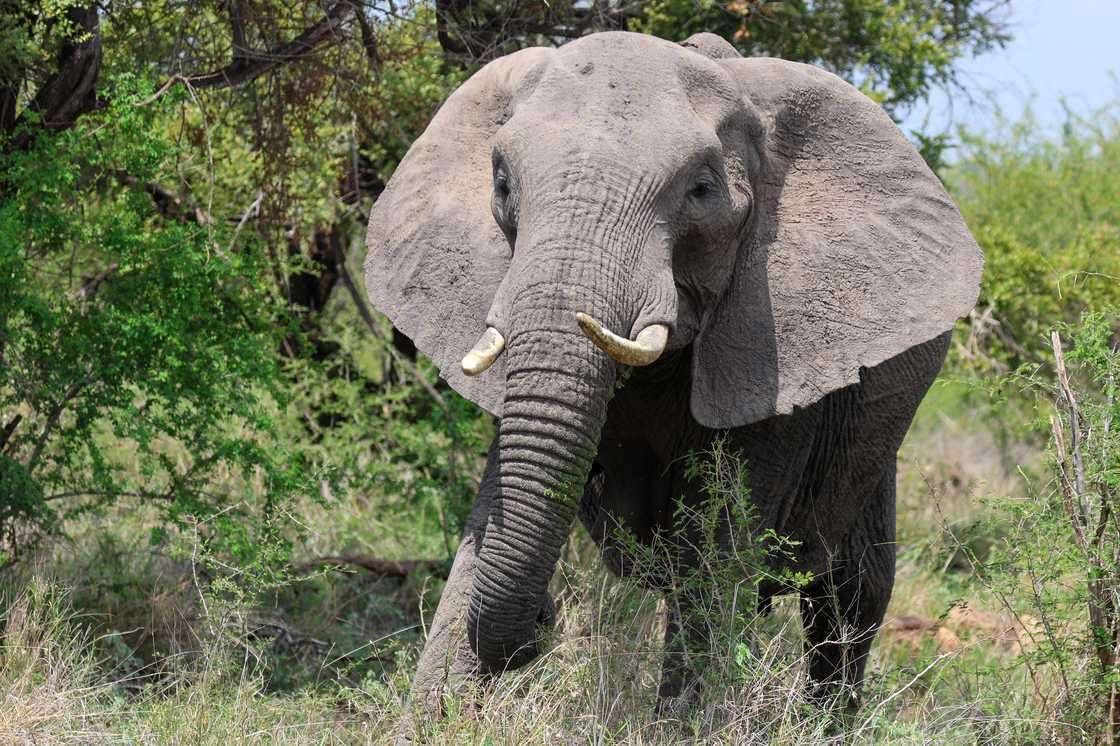 Victim killed in elephant attack at Kruger National Park identified Victim killed in elephant attack at Kruger National Park identified