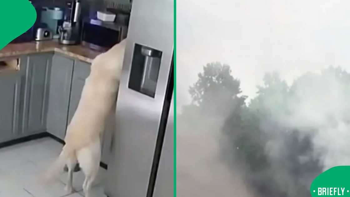 The smoke on the right came from the fire that was started by the dog The smoke on the right came from the fire that was started by the dog