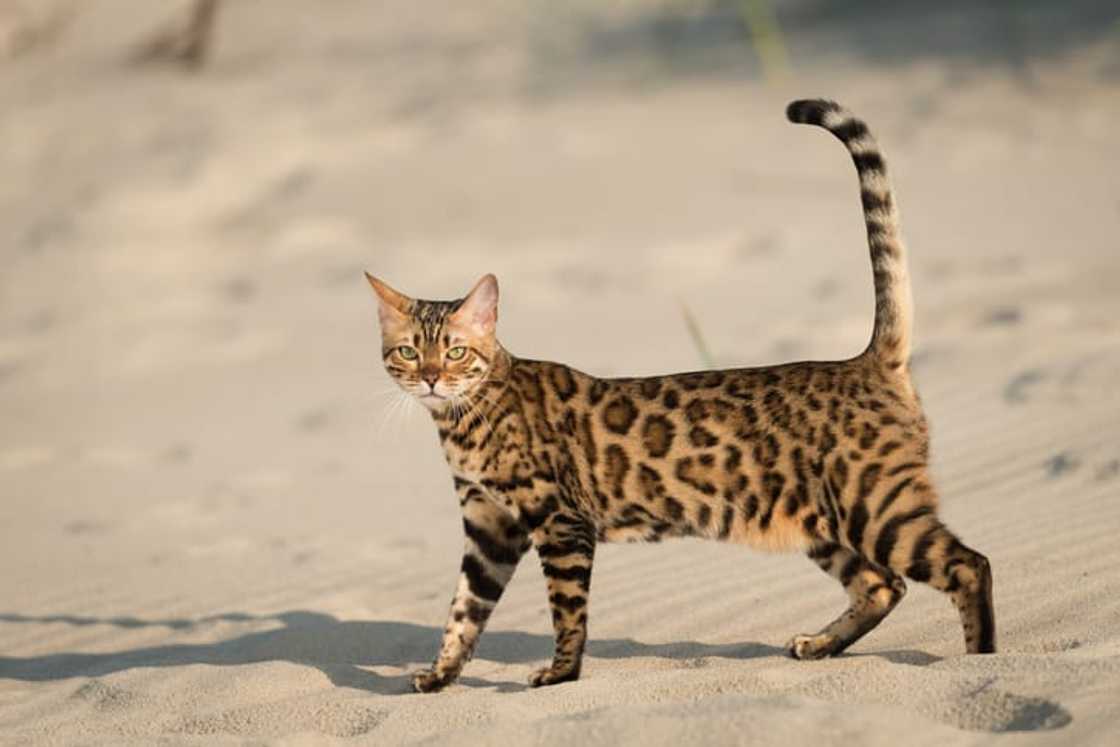 A young golden-spotted female Bengal cat walking on the beach. A young golden-spotted female Bengal cat walking on the beach.
