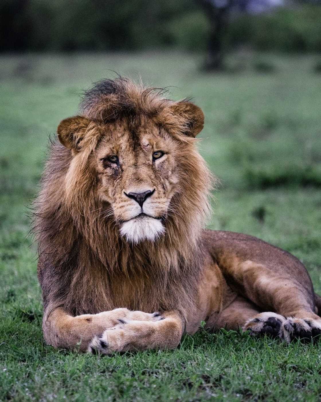 World's most dangerous animals in the world | Top 25 list World's most dangerous animals in the world | Top 25 list