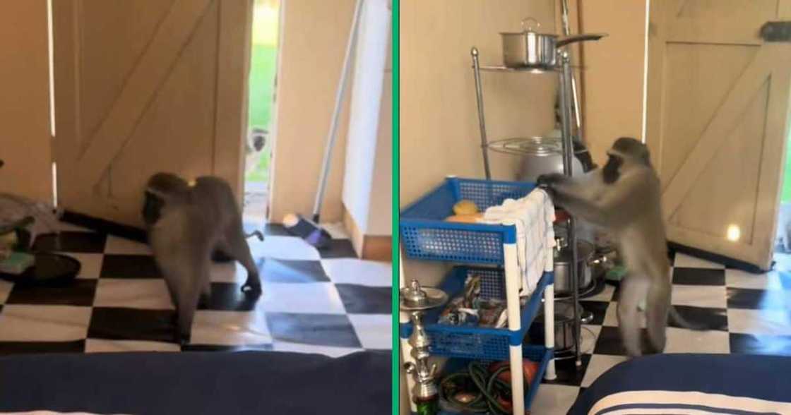 A TikTok video shows a monkey stealing a man's food. A TikTok video shows a monkey stealing a man's food.