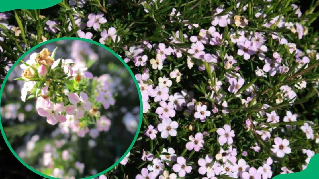 South African garden flowers South African garden flowers