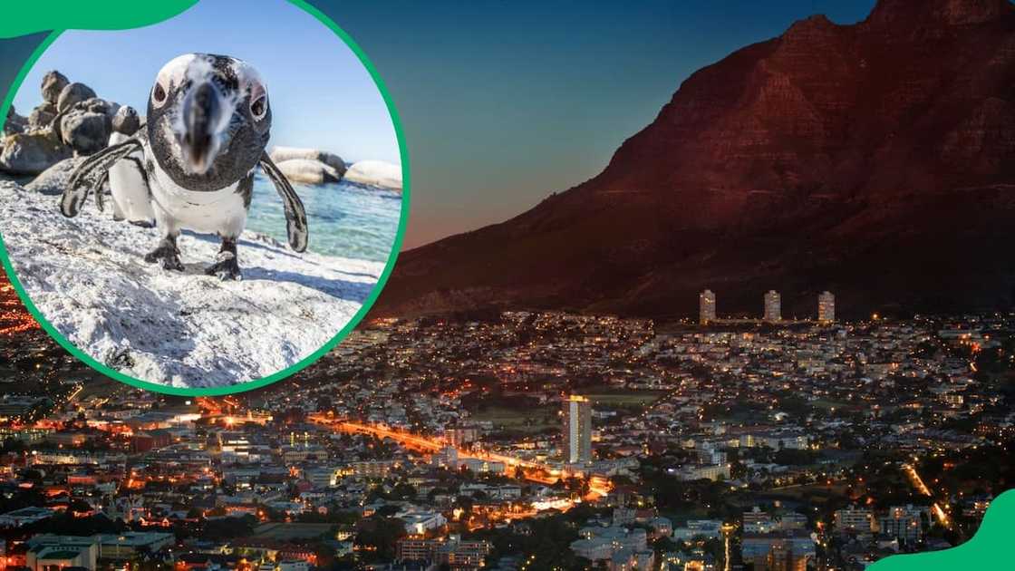 Adventure activities in Cape Town