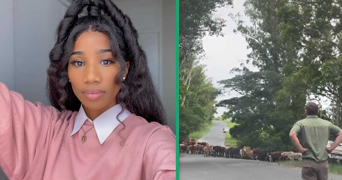 The sight of the hundred cattle walking brought inspiration to the comments section. The sight of the hundred cattle walking brought inspiration to the comments section.
