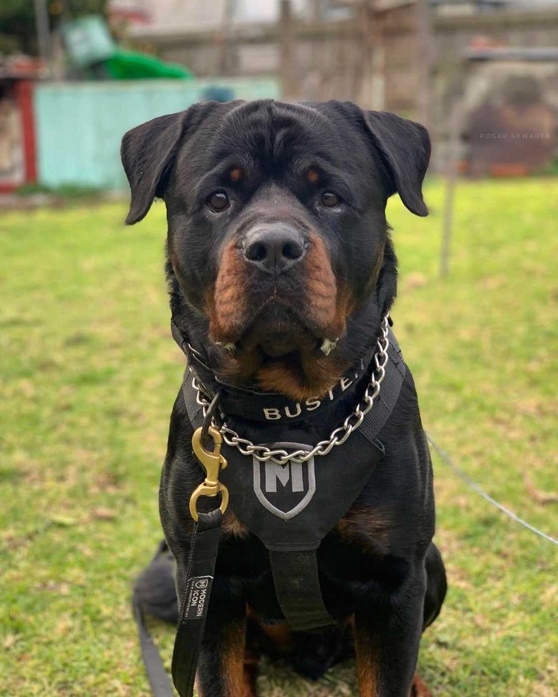 the breed the breed