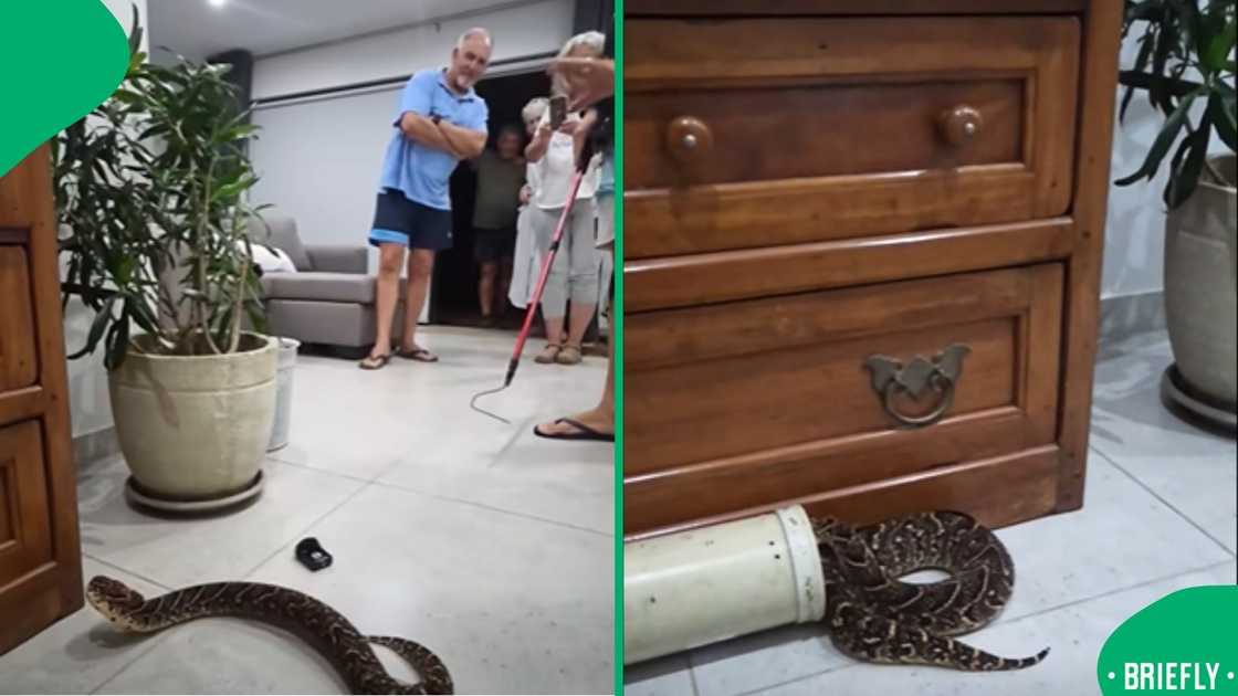 The visual on the right captured the puff adder entering the snake tube