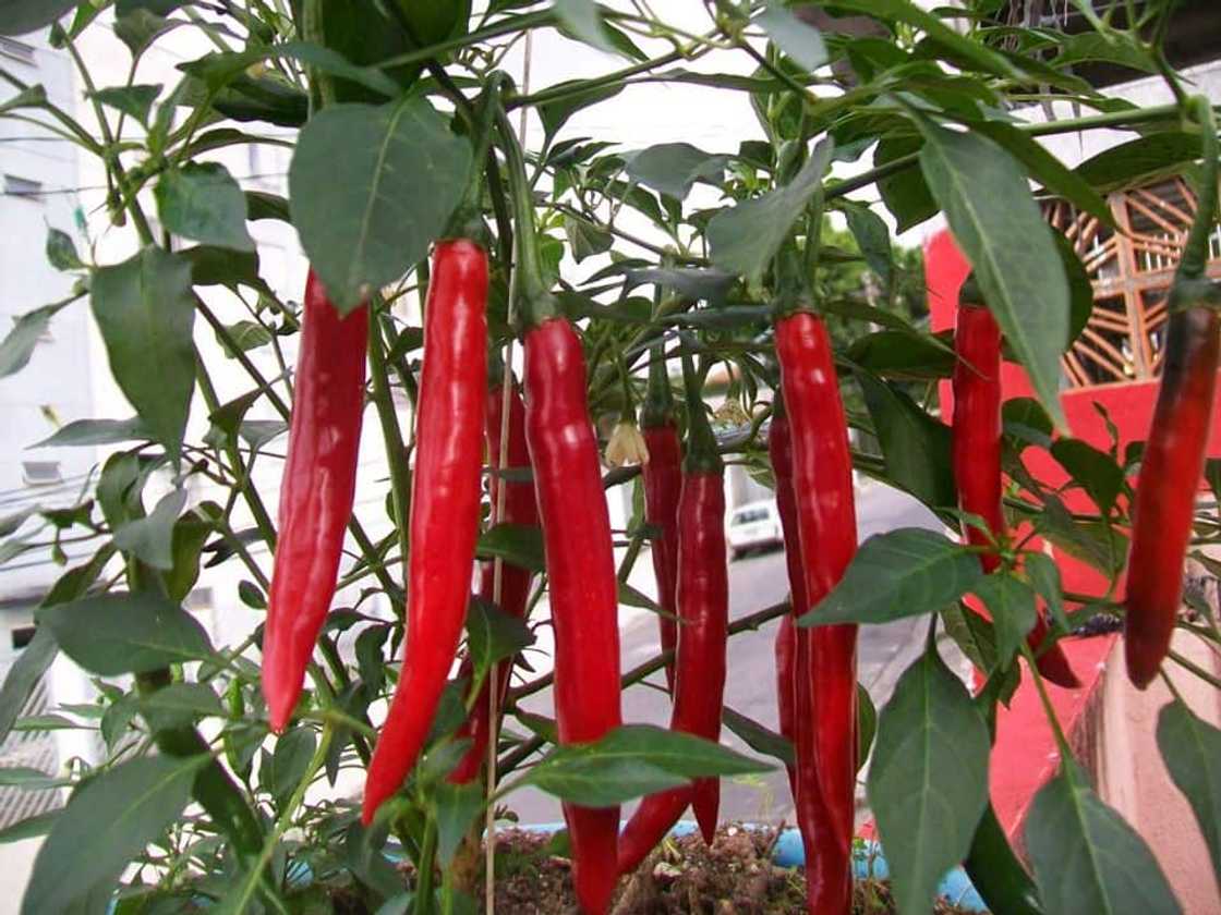 Types of chillies with pictures