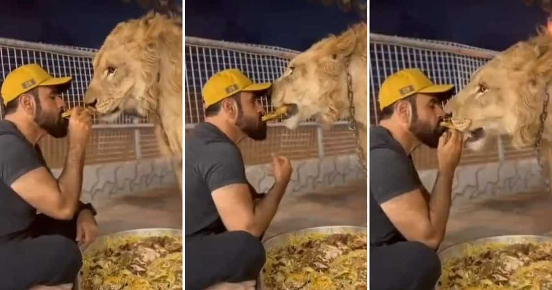 A fearless man fed a chained lion food from his mouth A fearless man fed a chained lion food from his mouth