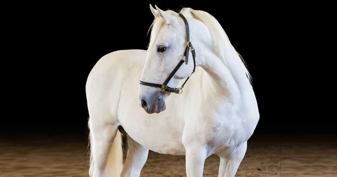 What is the most expensive horse in the world 2021? What is the most expensive horse in the world 2021?