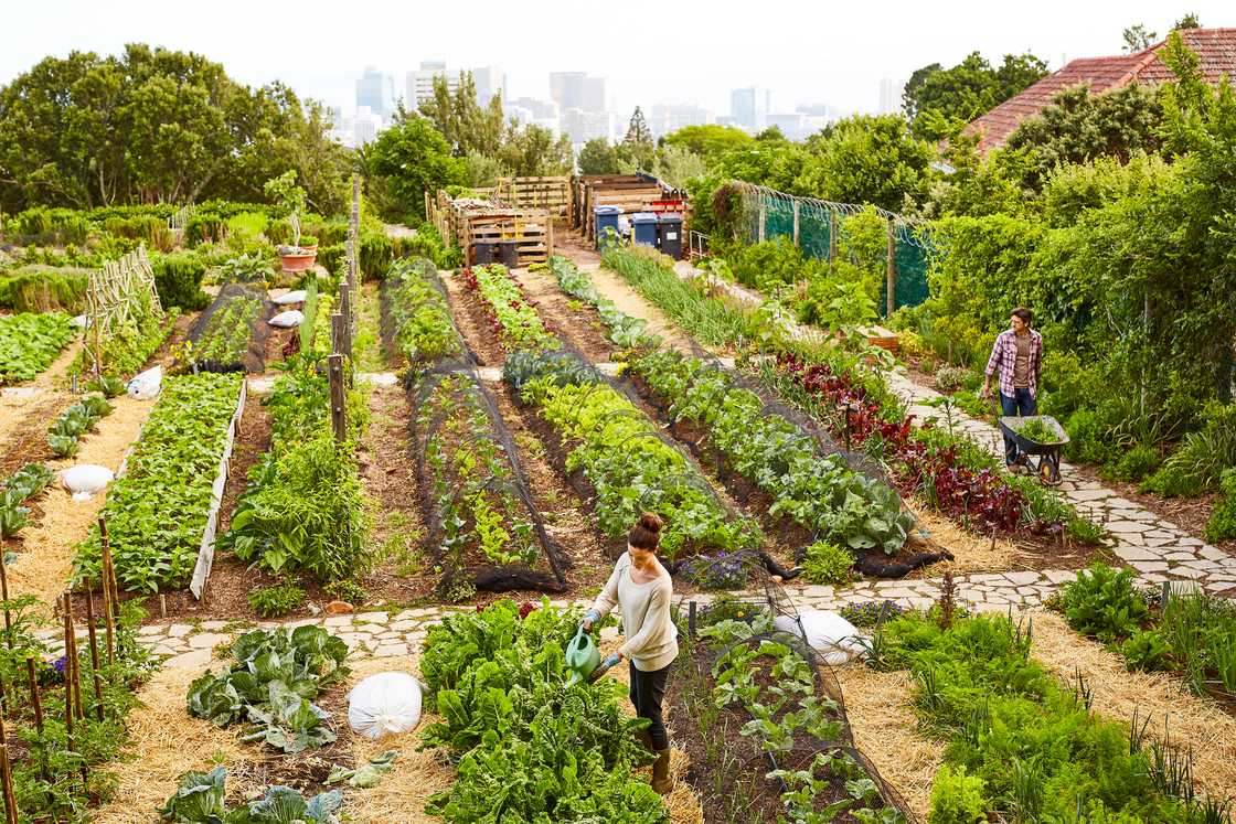 Man created a productive garden to help the needy