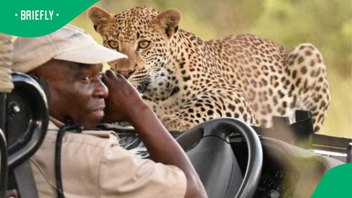 Leopard confronts game ranger Leopard confronts game ranger