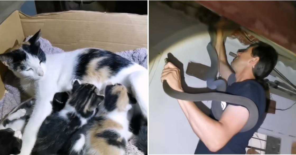 Snake Catcher, Jason Arnold, 4 Newborn Kittens, 2.6m Black Mamba, Clare Estate Home Snake Catcher, Jason Arnold, 4 Newborn Kittens, 2.6m Black Mamba, Clare Estate Home