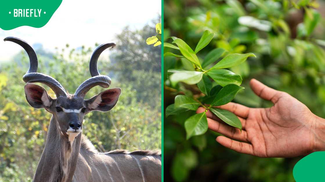Woman’s attempt to feed kudu ends with unexpected viral moment