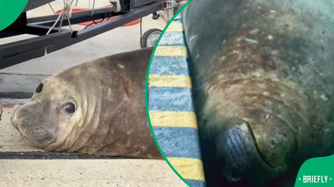 Cape Town’s most recent and arguably cutest visitor, the elephant seal, found himself lounging in a new Cape Town spot Cape Town’s most recent and arguably cutest visitor, the elephant seal, found himself lounging in a new Cape Town spot