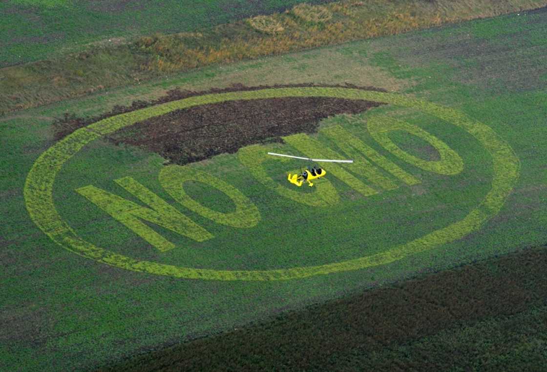 Greenpeace has denounced the new proposal as 'GMO deregulation' by the back door Greenpeace has denounced the new proposal as 'GMO deregulation' by the back door