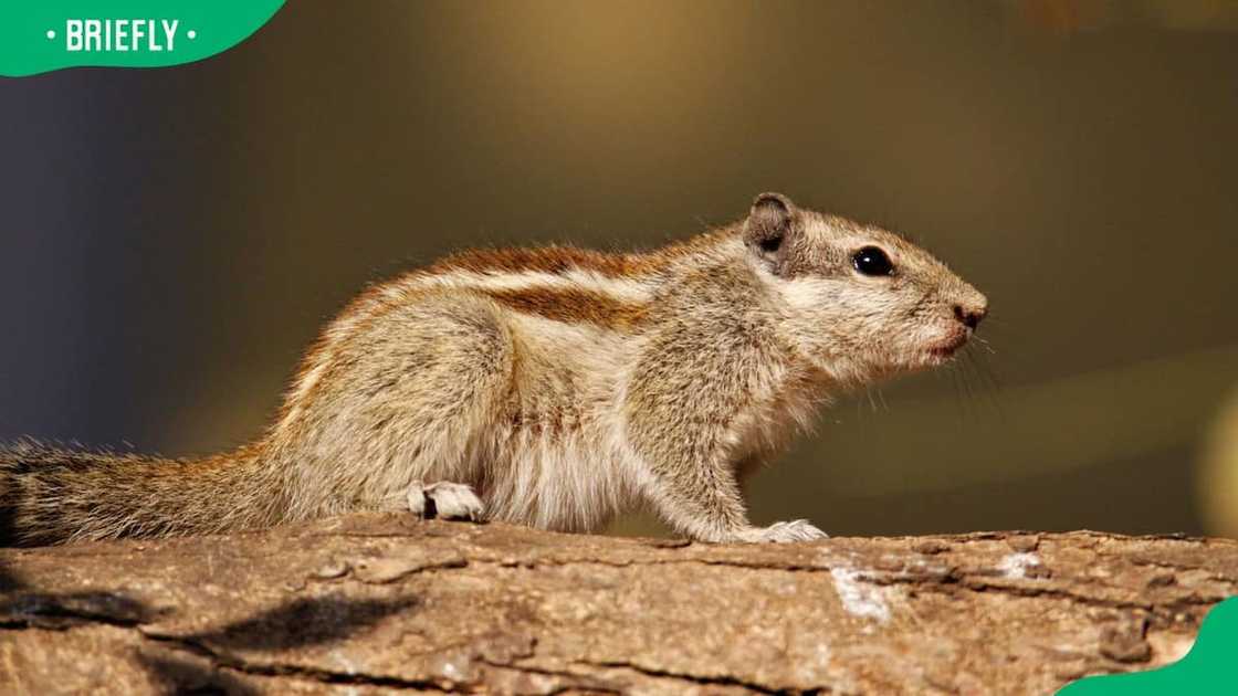 Indian palm squirrel standing on a tree trunk