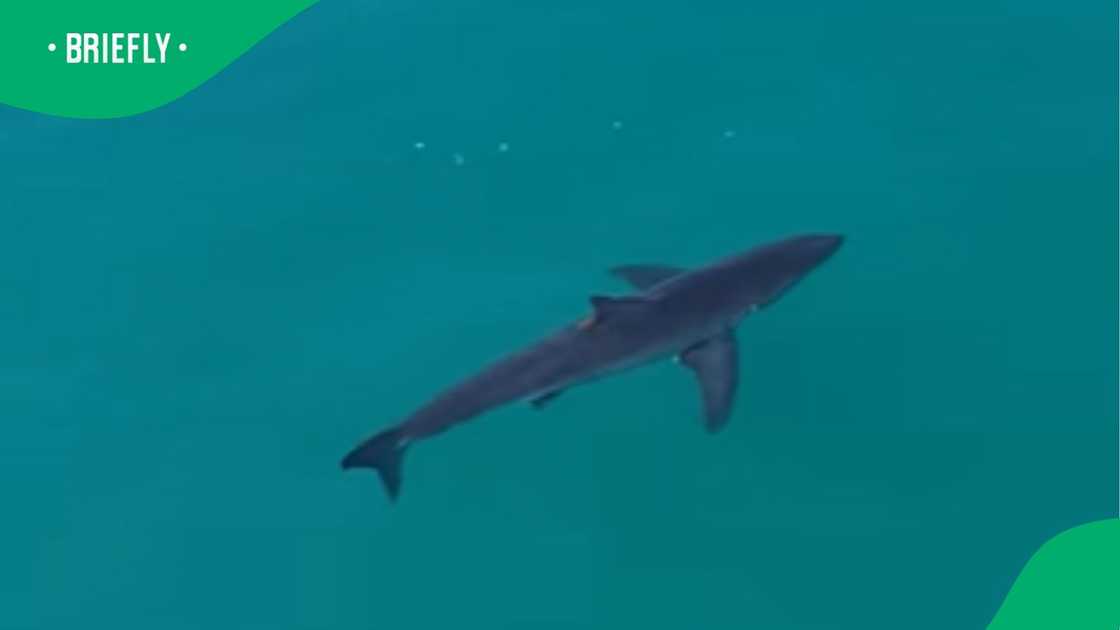 The photograph showed the dark silhouette of a lone shark cruising through bright blue coastal waters The photograph showed the dark silhouette of a lone shark cruising through bright blue coastal waters