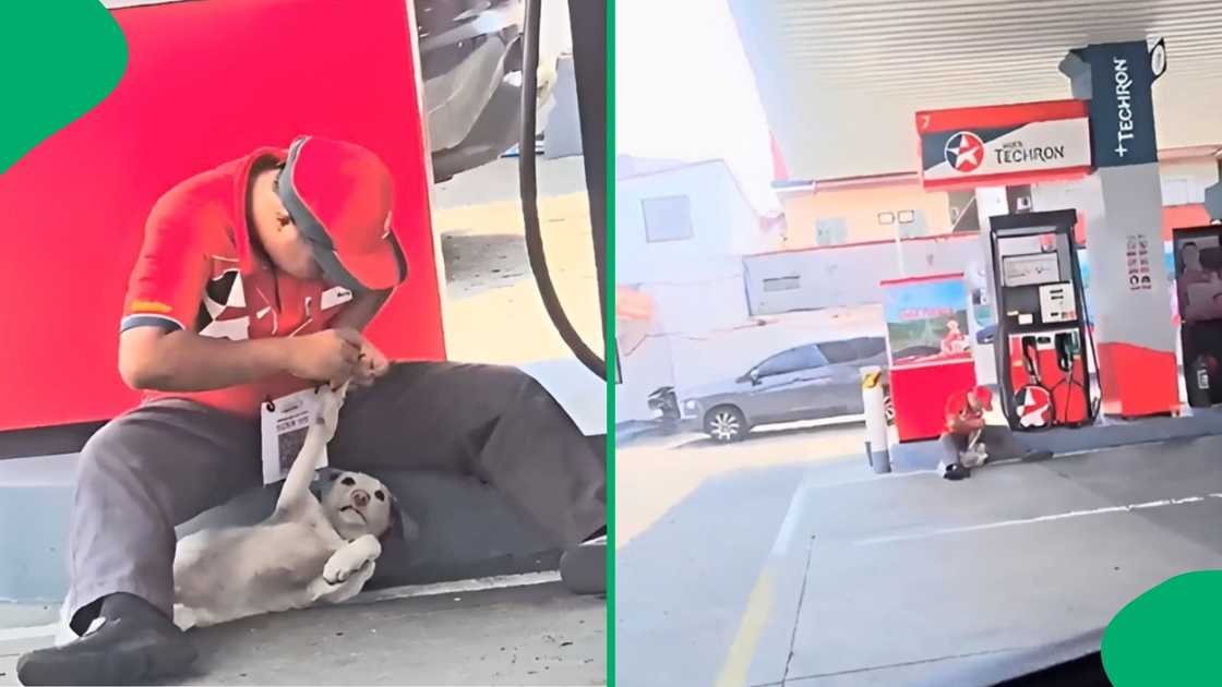 The man paused his duties just so he could attend to the dog