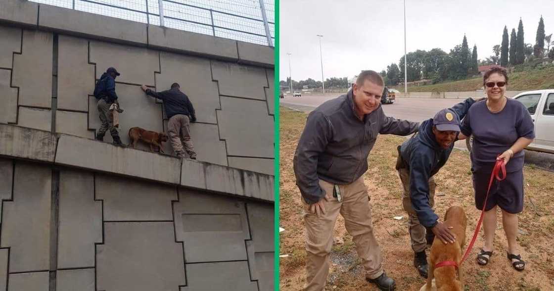 Two cops risks their lives to rescue stranded dog.