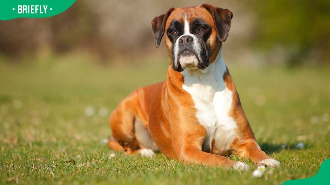 A portrait of a Boxer A portrait of a Boxer