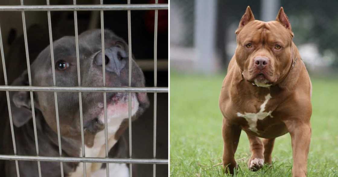 North West man mauled to death by pit bulls North West man mauled to death by pit bulls
