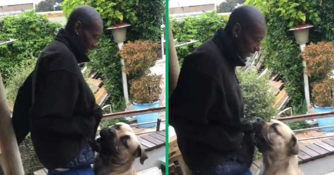 TikTok video show man struggling with boerboel