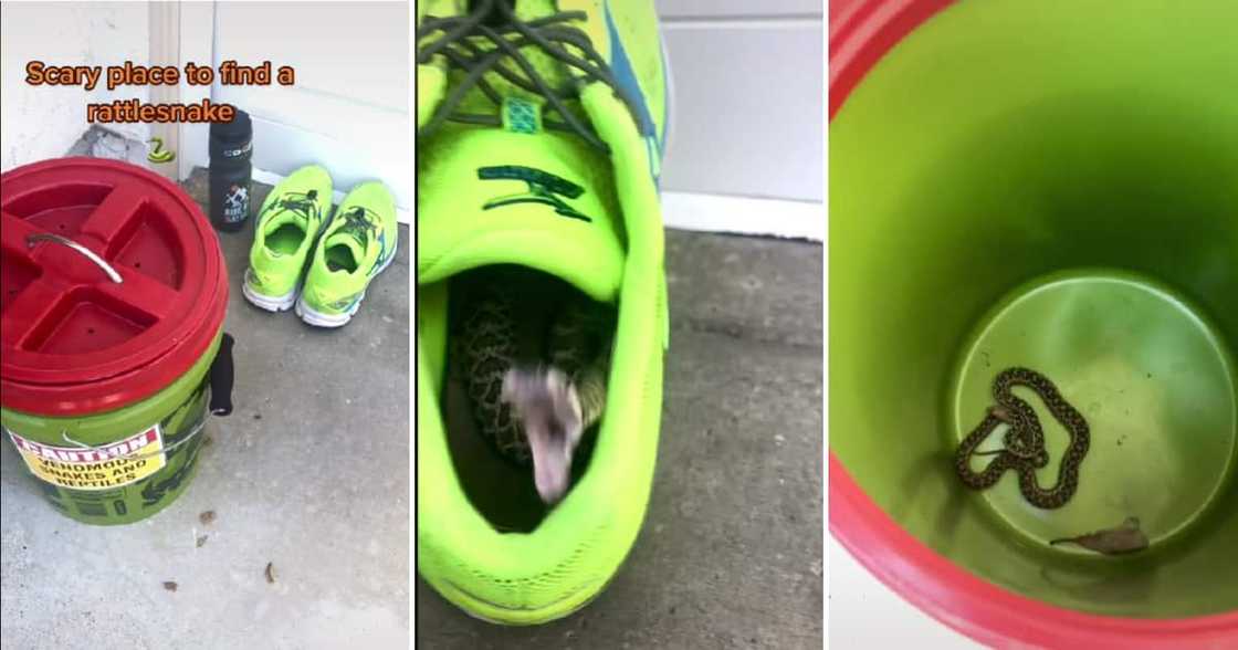 A clip showed a small rattlesnake attempting to bite a handler. A clip showed a small rattlesnake attempting to bite a handler.