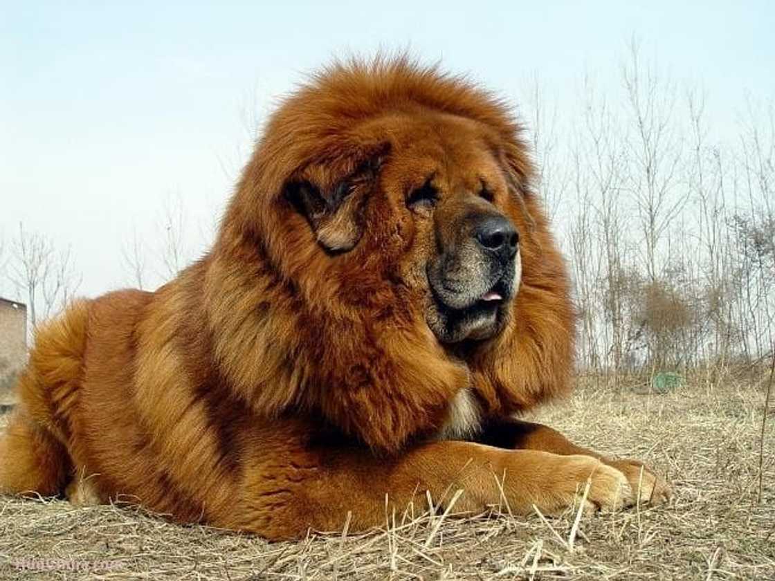 Costly dog breeds Costly dog breeds