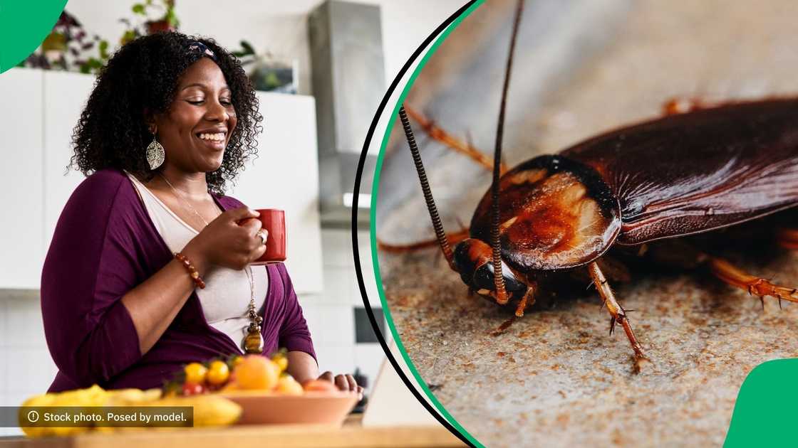 A woman shared a product to get rid of cockroaches. A woman shared a product to get rid of cockroaches.