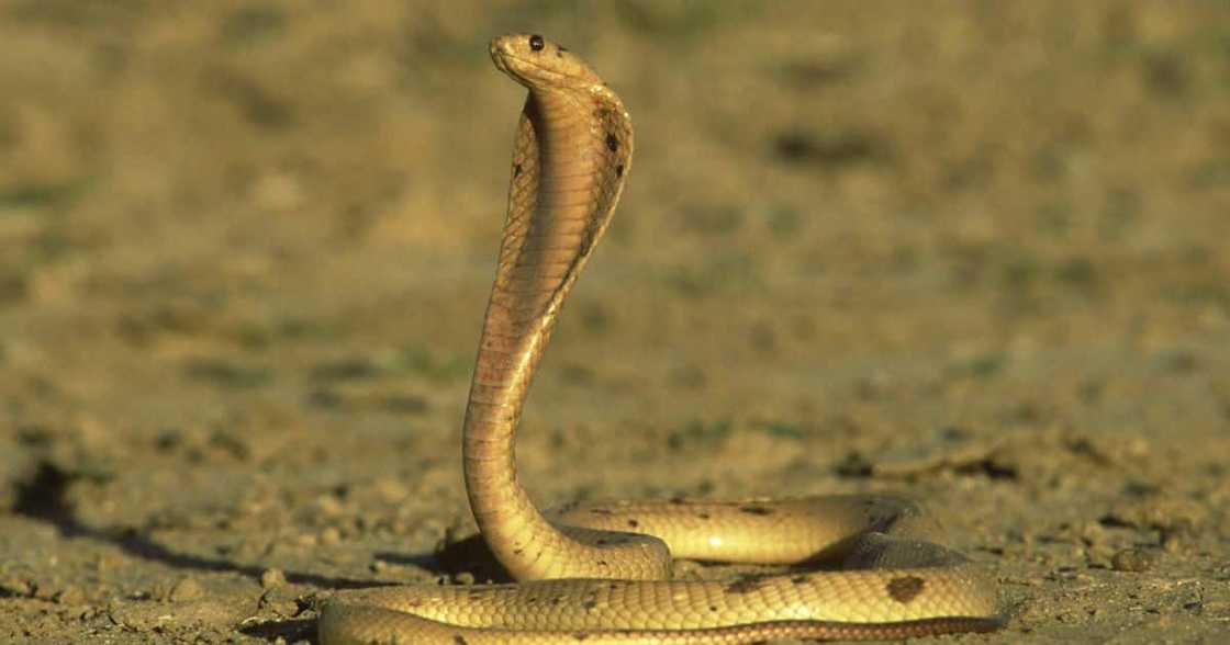 South African pilot deals with venomous snake mid air