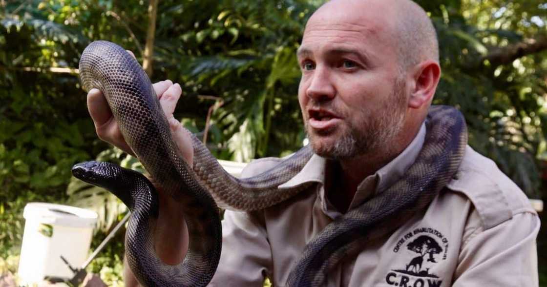 Snake Lover, 1000, CROW, KZN, Durban, Black Mamba